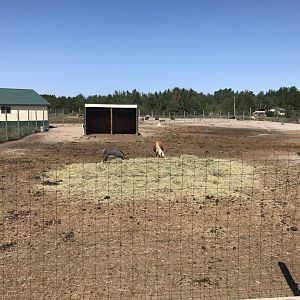 Former Asian savanna