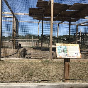 Primates- olive baboon exhibit