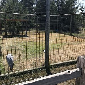 Asia- demoiselle crane exhibit