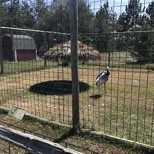 Asia- white-napped crane exhibit
