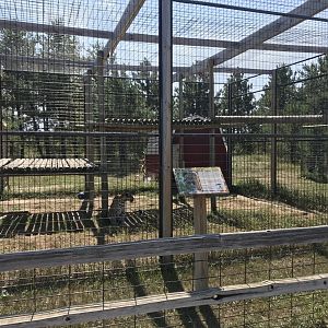 Asia- generic leopard exhibit #1