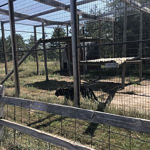 Asia- generic leopard exhibit #2