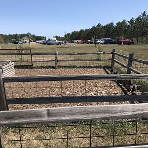 “South America”- Patagonian Mara exhibit