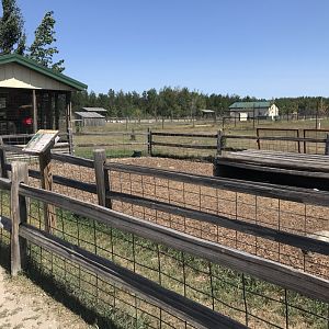 “South America”- Patagonian Mara exhibit