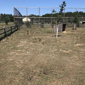 Asia- reeve’s muntjac