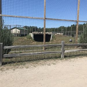 Asia- generic “white” tiger exhibit