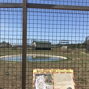 Asia- generic “white” tiger