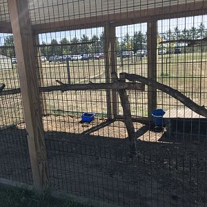 “South America”- “mountain” coati exhibit