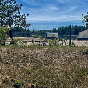 “North America”- American bison exhibit