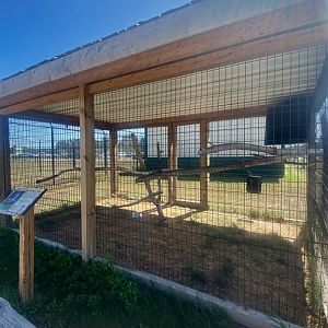 “South America”- Asian palm civet exhibit