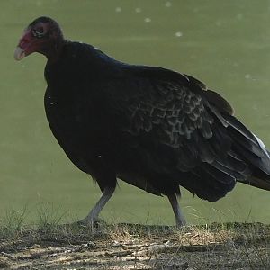 Turkey vulture