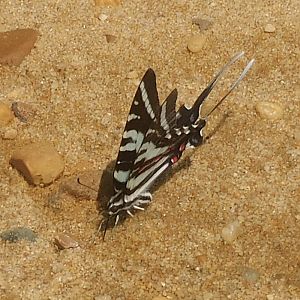 zebra swallowtail