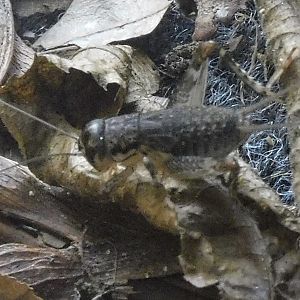 Japanese burrowing cricket