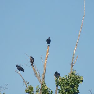 Black vultures