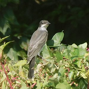 eastern kingbird