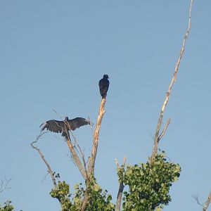 Black vultures