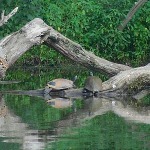 Northern red bellied cooters