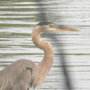 Great blue heron