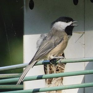 Carolina chickadee