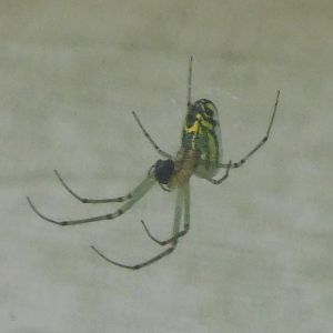 Orchard orb weaver