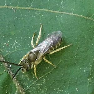 Confusing furrow bee