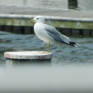 Ring billed gull