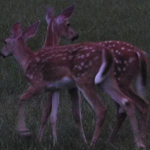 White tailed deer fawns
