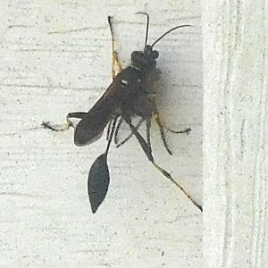 Black and yellow mud dauber wasp