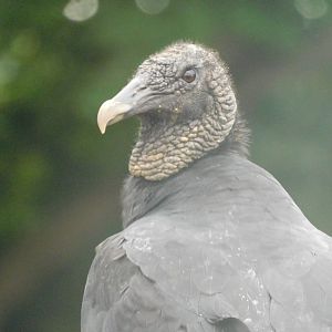 Black vulture