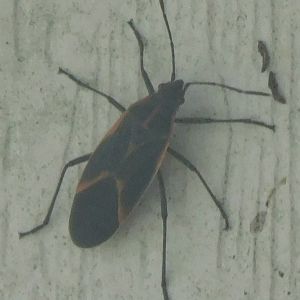 Eastern boxelder bug
