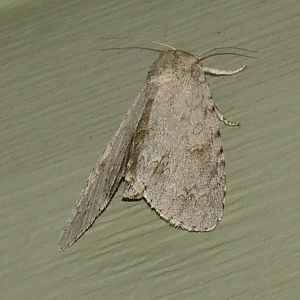 interrupted dagger moth
