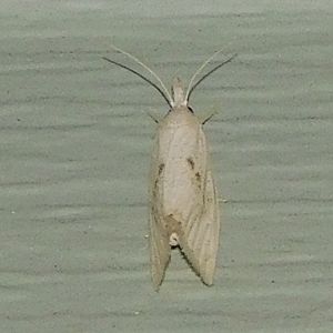 Dotted diatraea moth