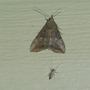 Green Cloverworm moth