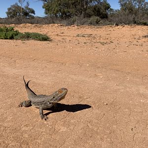 Central Bearded Dragon