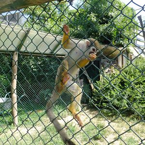 Common squirrel monkey