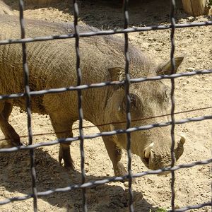 Warthog