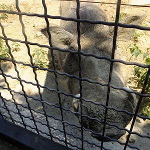 Warthog looks my camera