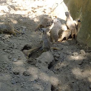 Meerkats