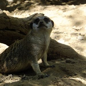 Meerkat