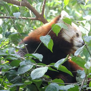 Red panda