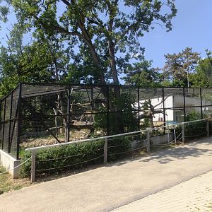 Persian leopard enclosure