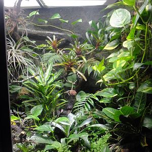 Poison arrow frog exhibit