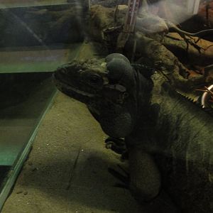 Rhinoceros iguana