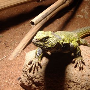 African spiny-tailed lizard