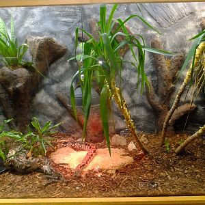 Duméril's boa exhibit