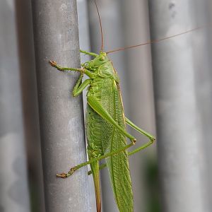 Female Great green bush-cricket (Tettigonia viridissima), 2021-08-15