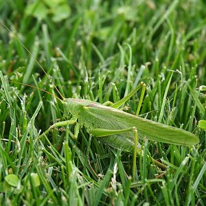Great green bush-cricket (Tettigonia viridissima), 2021-08-15