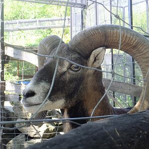 Mouflon