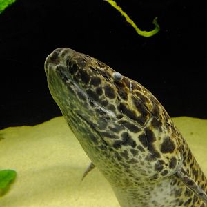 African lungfish
