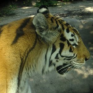 Amur tiger